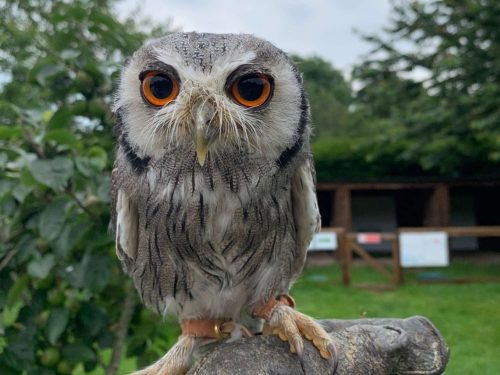 An owl at Xtreme Falconry, a family day out in Dorset