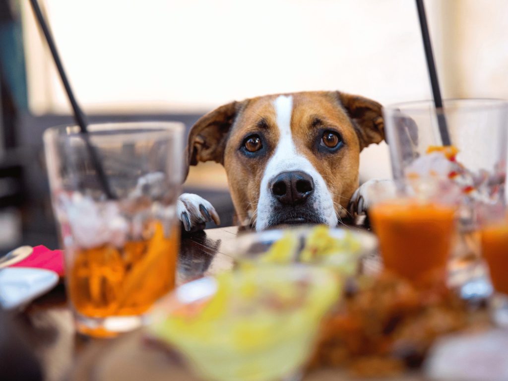 dog in pub looking over table