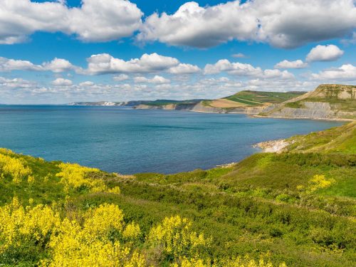 A meadow above the coastal path in Dorset