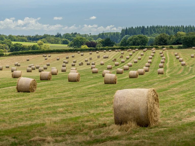 Field full of baled hay