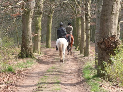 Horseriding in the woods