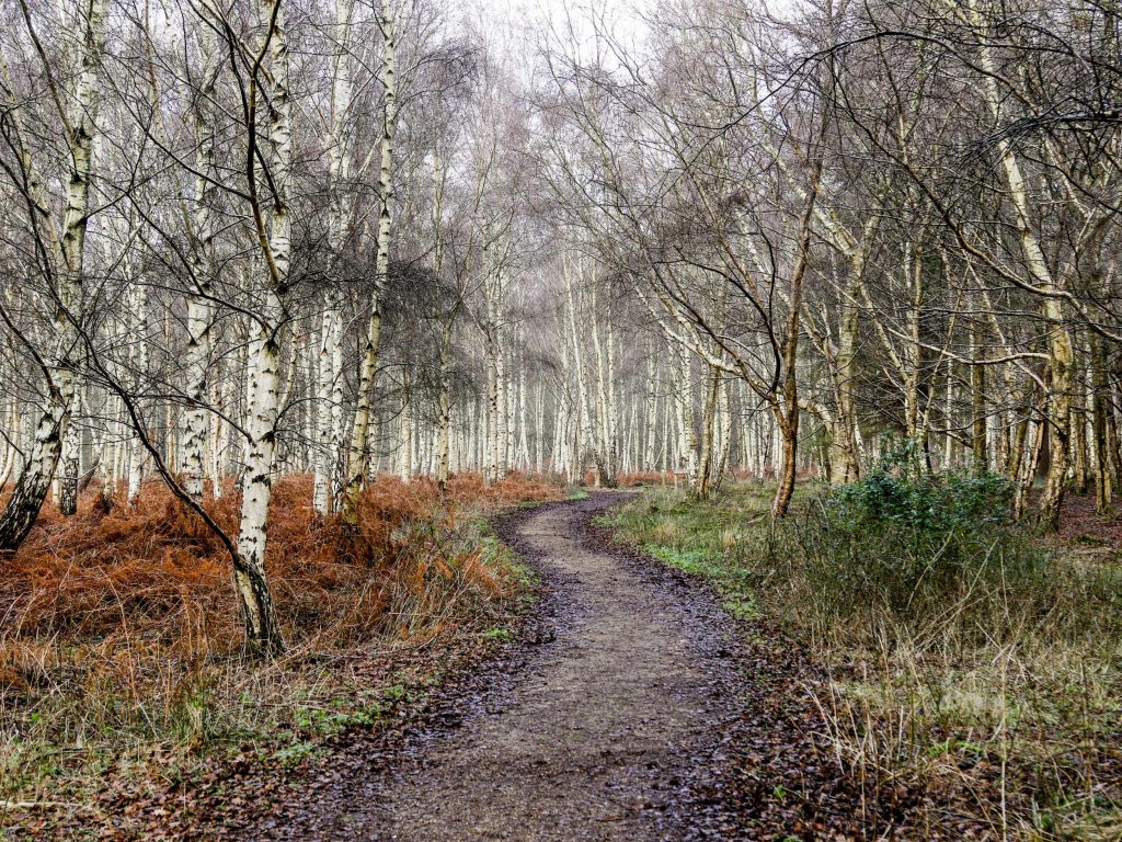 Wareham Woods in Winter, a dog-friendly walk in Dorset