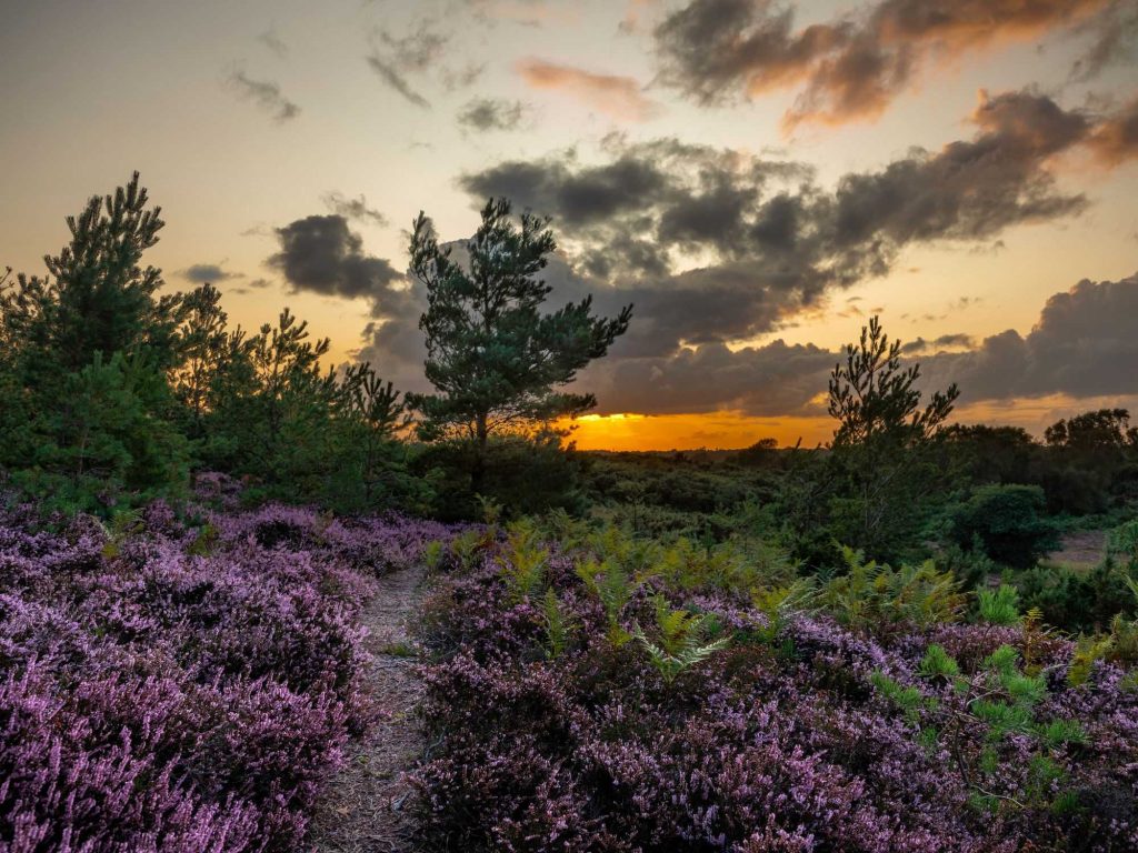 Heather, trees and wild shrubs in a field at sunset.