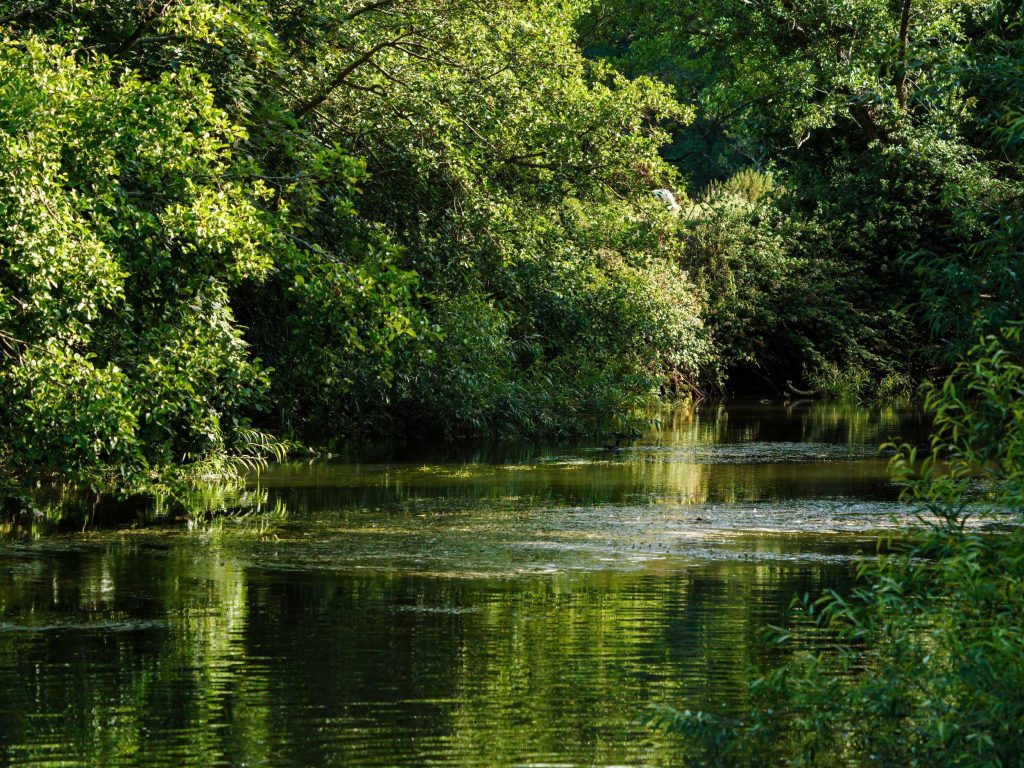 A dog friendly walk in Dorset along the river Frome