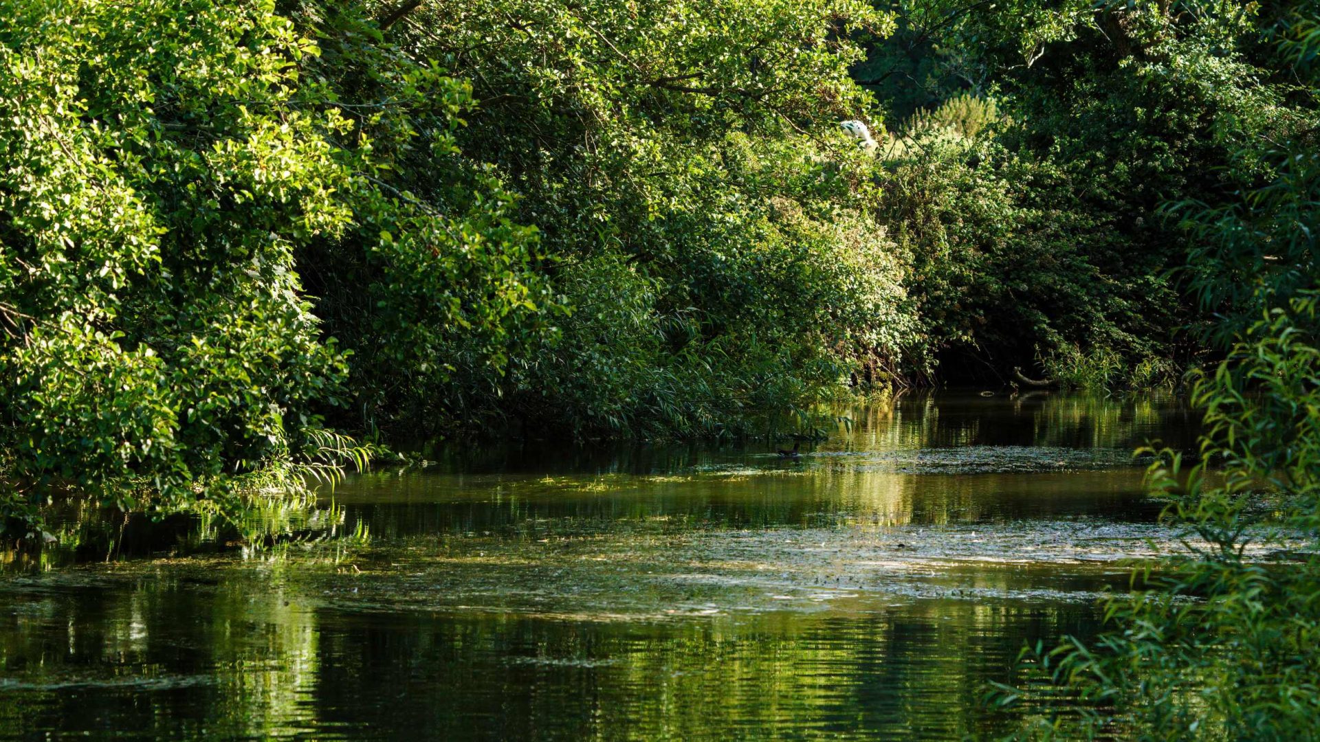 A dog friendly walk in Dorset along the river Frome