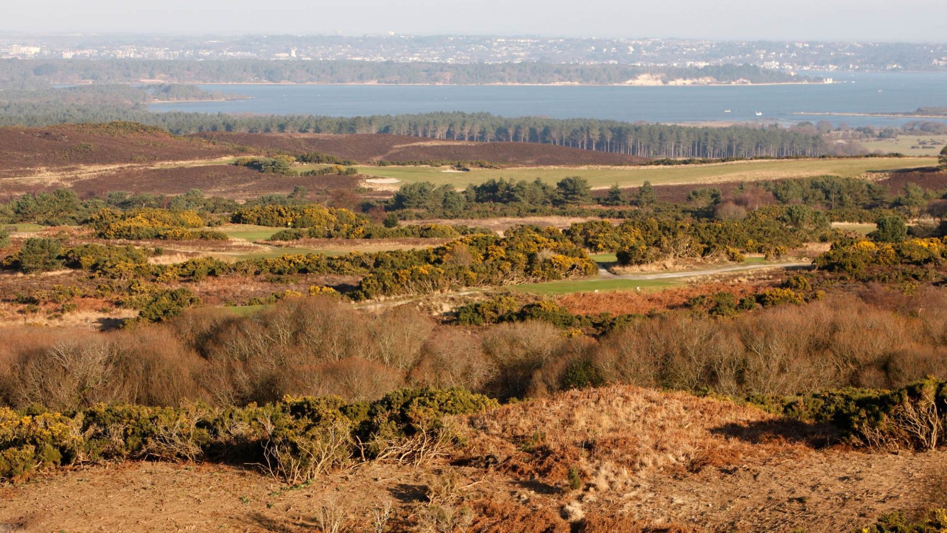 Studland Heath