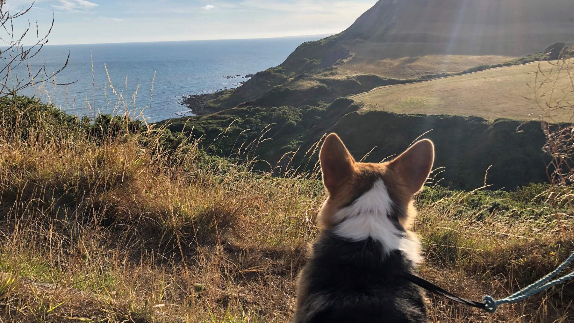 dog overlooking the dorset coast