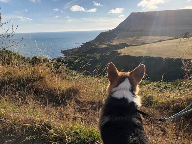 dog overlooking the dorset coast