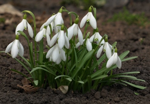 snow drops in Febraury