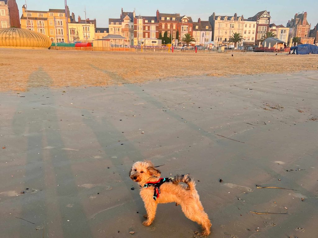 A dog on the beach in Weymouth, Dorset