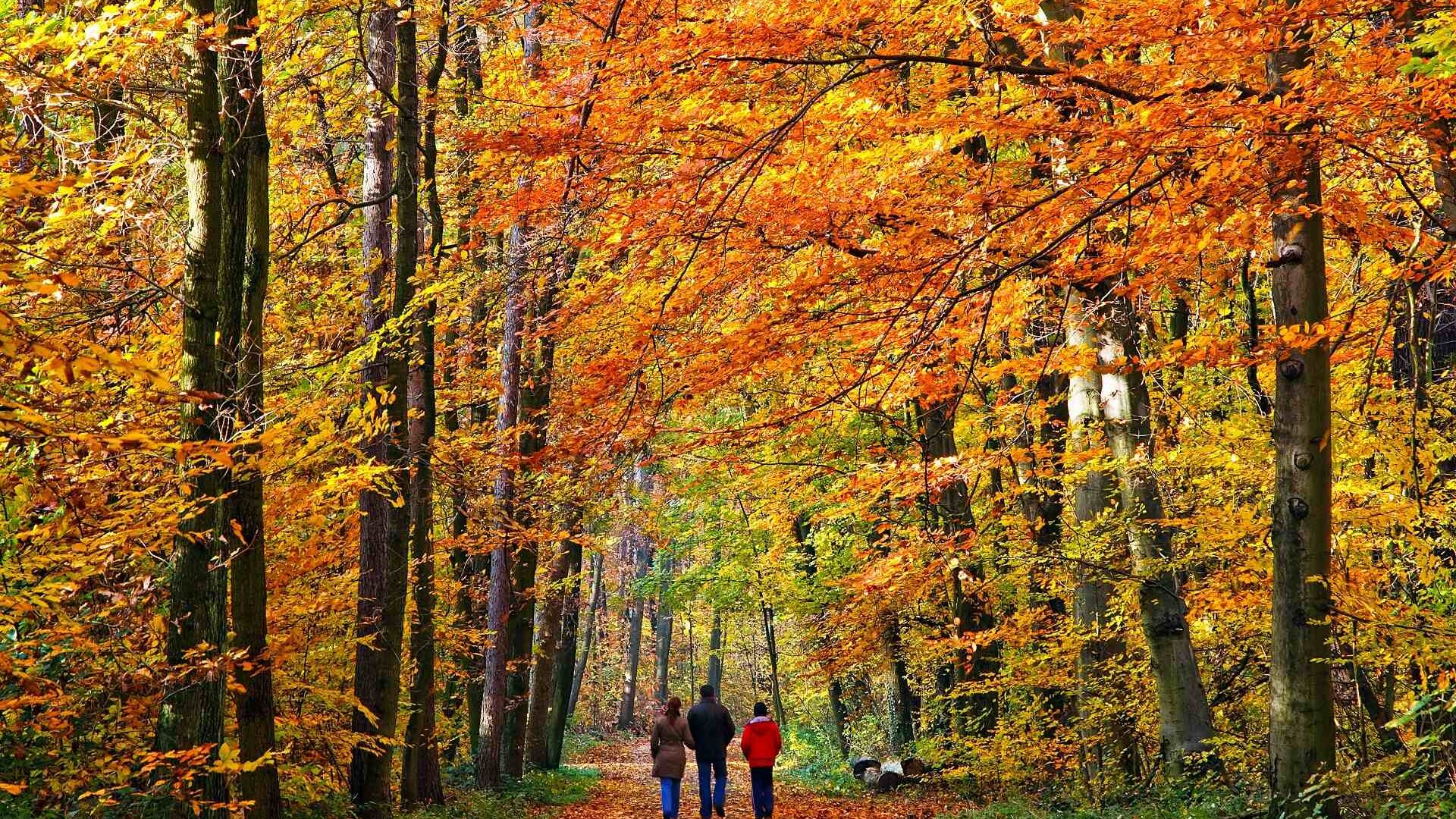 walk through autumn woods during october half term