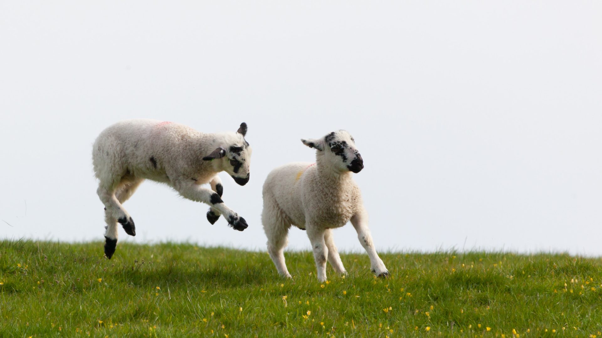 easter lambs in dorset