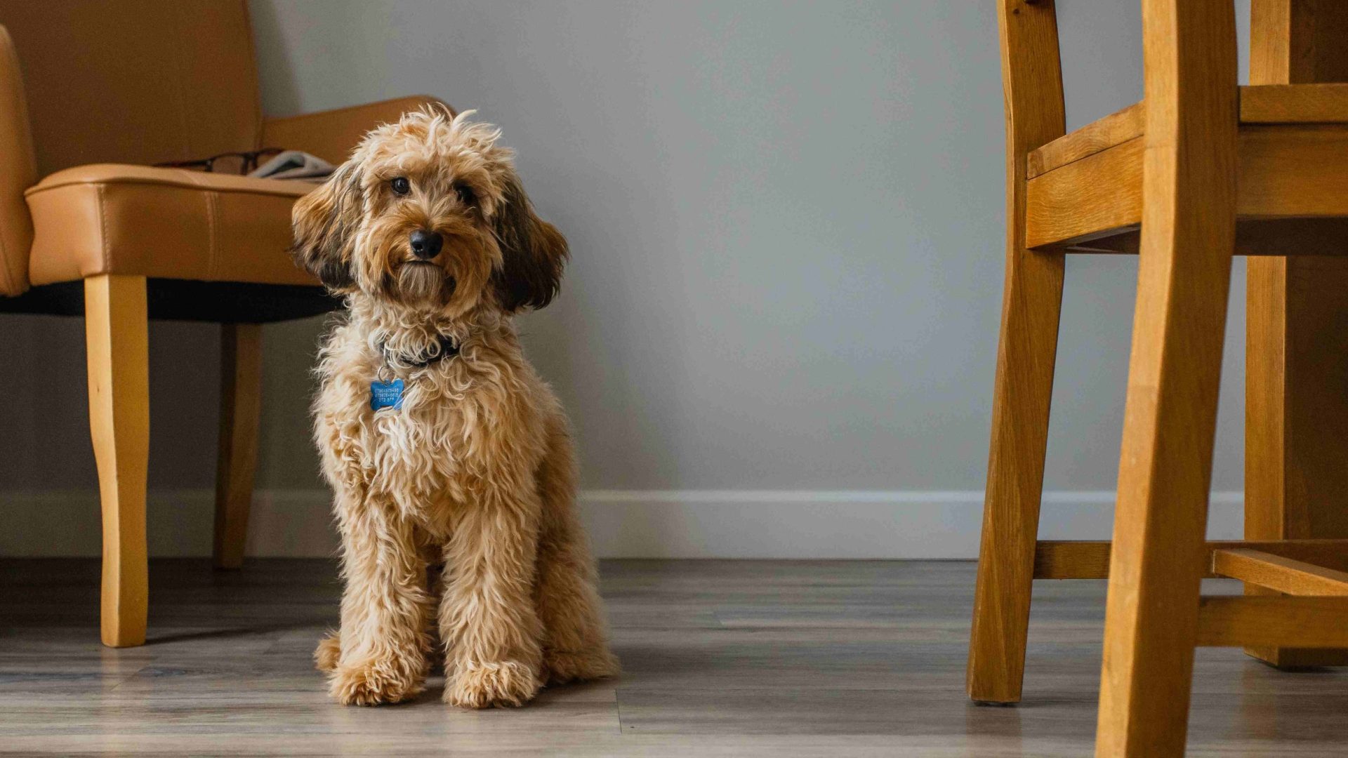 Dog in Markham House, a dog friendly cottage in Dorset.