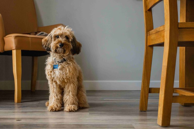 Dog in Markham House, a dog friendly cottage in Dorset.