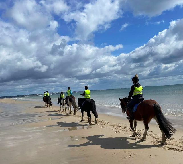 horses on studland beach