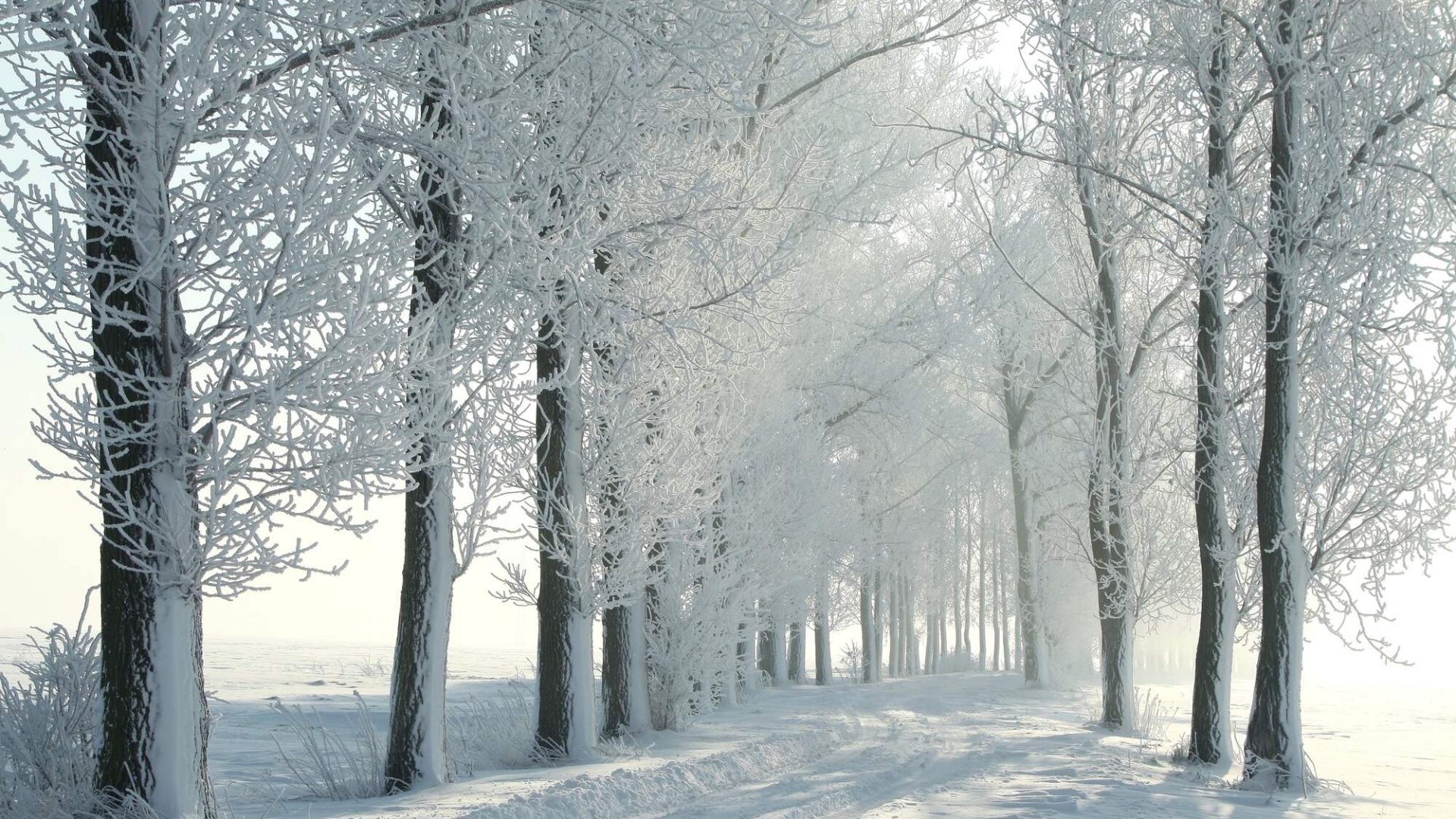 christmas walk through snow covered trees