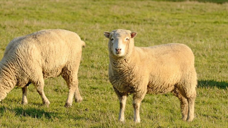 Sheep in a field in Nottington, Weymouth