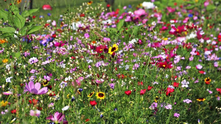 Meadows near Upwey, Weymout