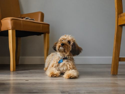 dog at dog friendly holiday home in weymouth