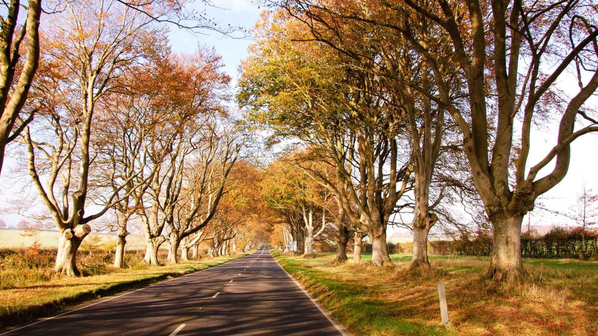 The drive in Kingston Lacy, a national trust in Dorset