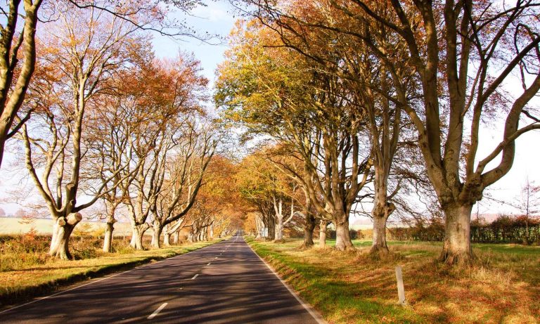 The drive in Kingston Lacy, a national trust in Dorset