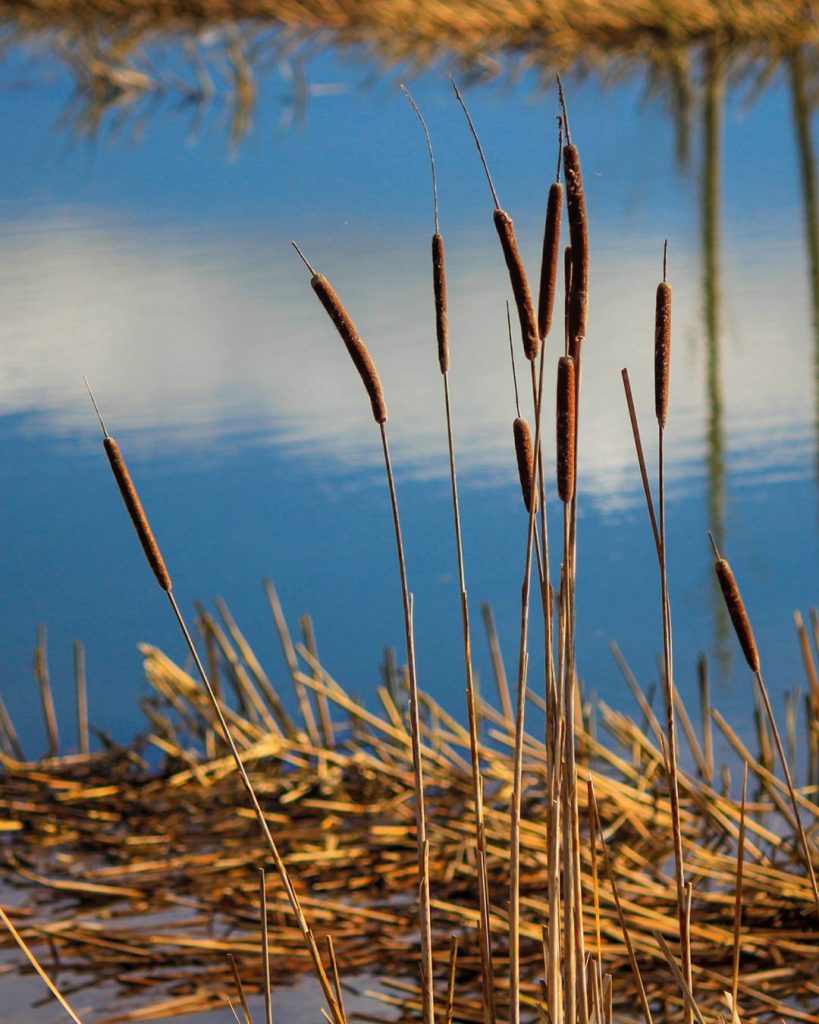 Reeds by a lake at a nature reserve in Weymouth