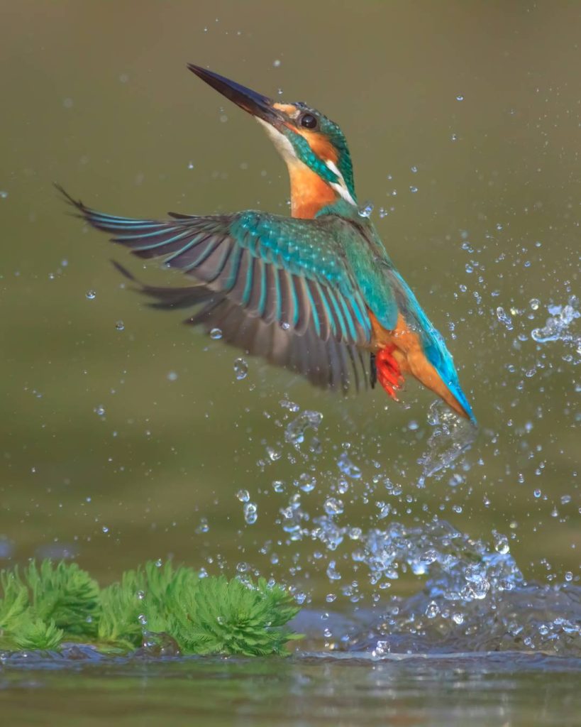 Kingfisher flying above water