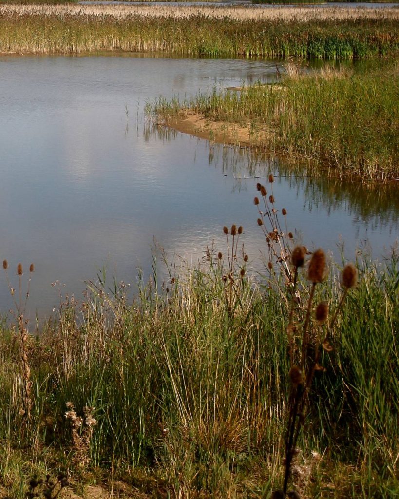 Pond at a nature reserve