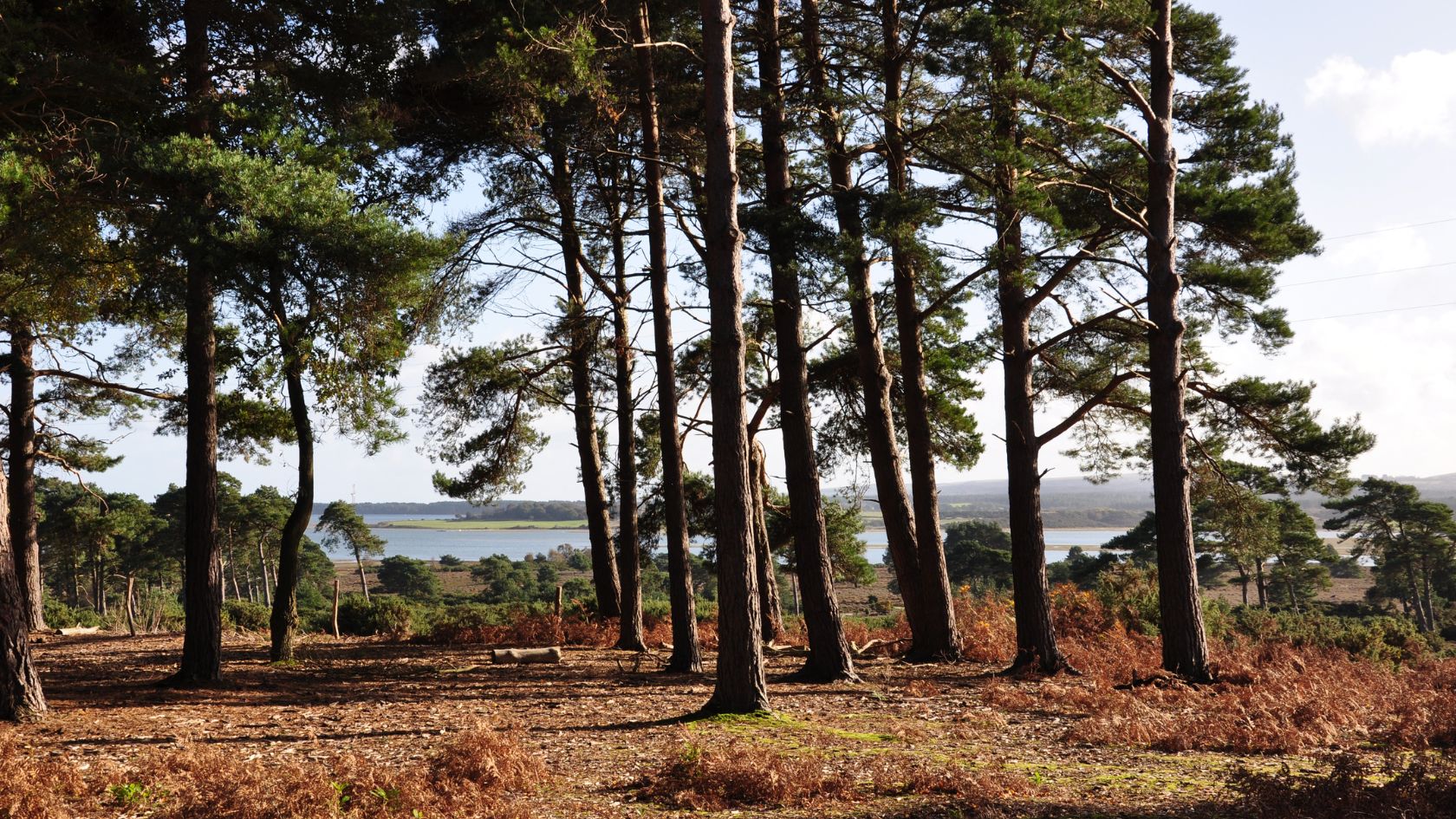 Arne in Dorset in Autumn