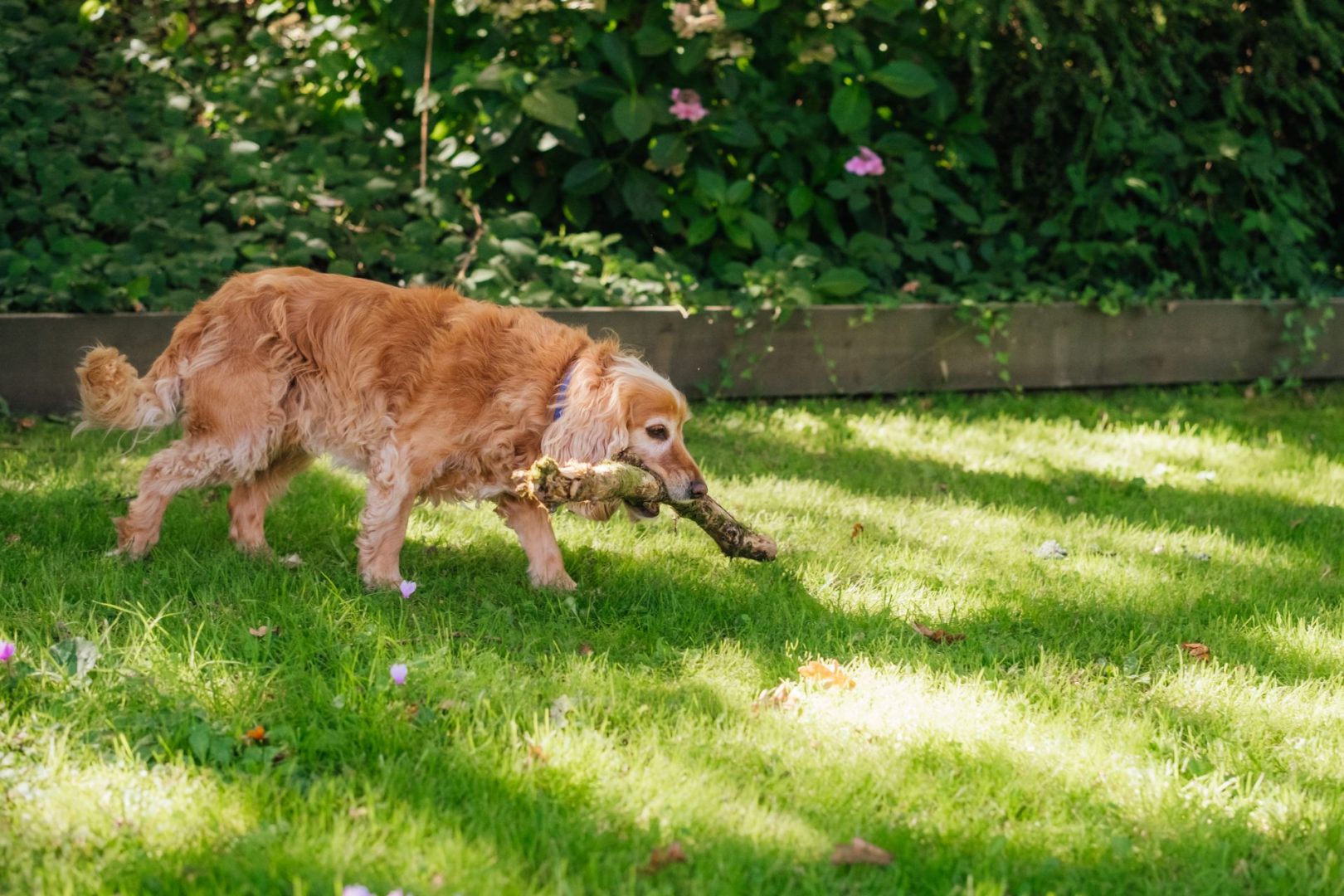 Heather Cottage image