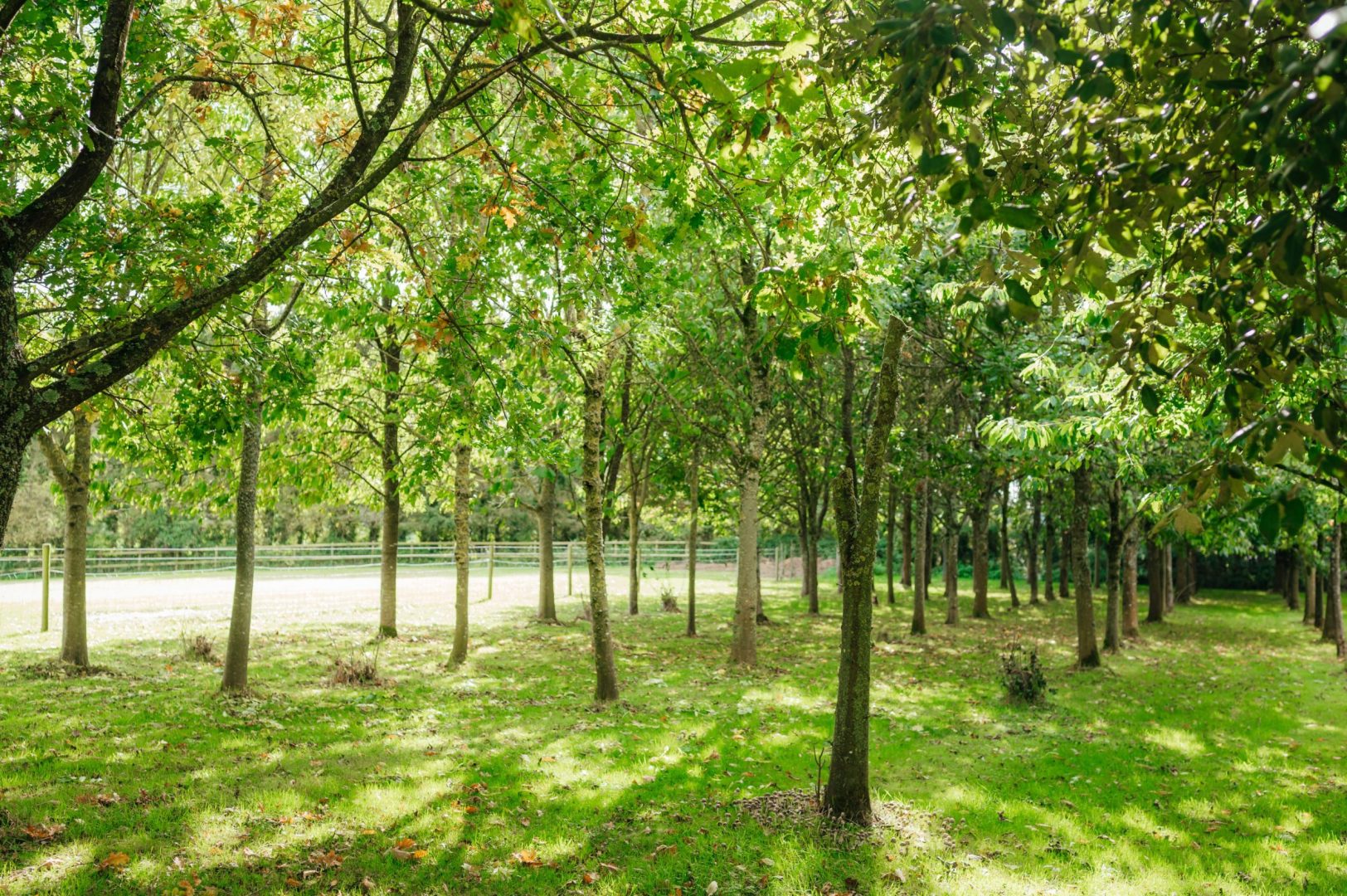 Wisteria Cottage image