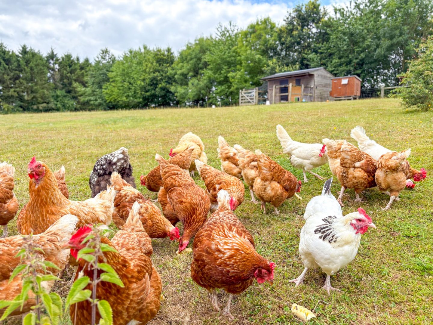 Heather Cottage image