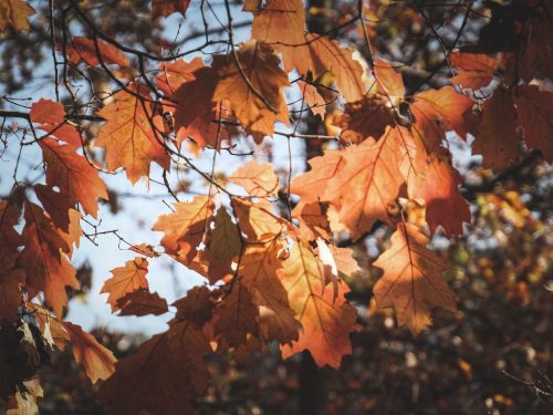Things to do in Autumn in Dorset