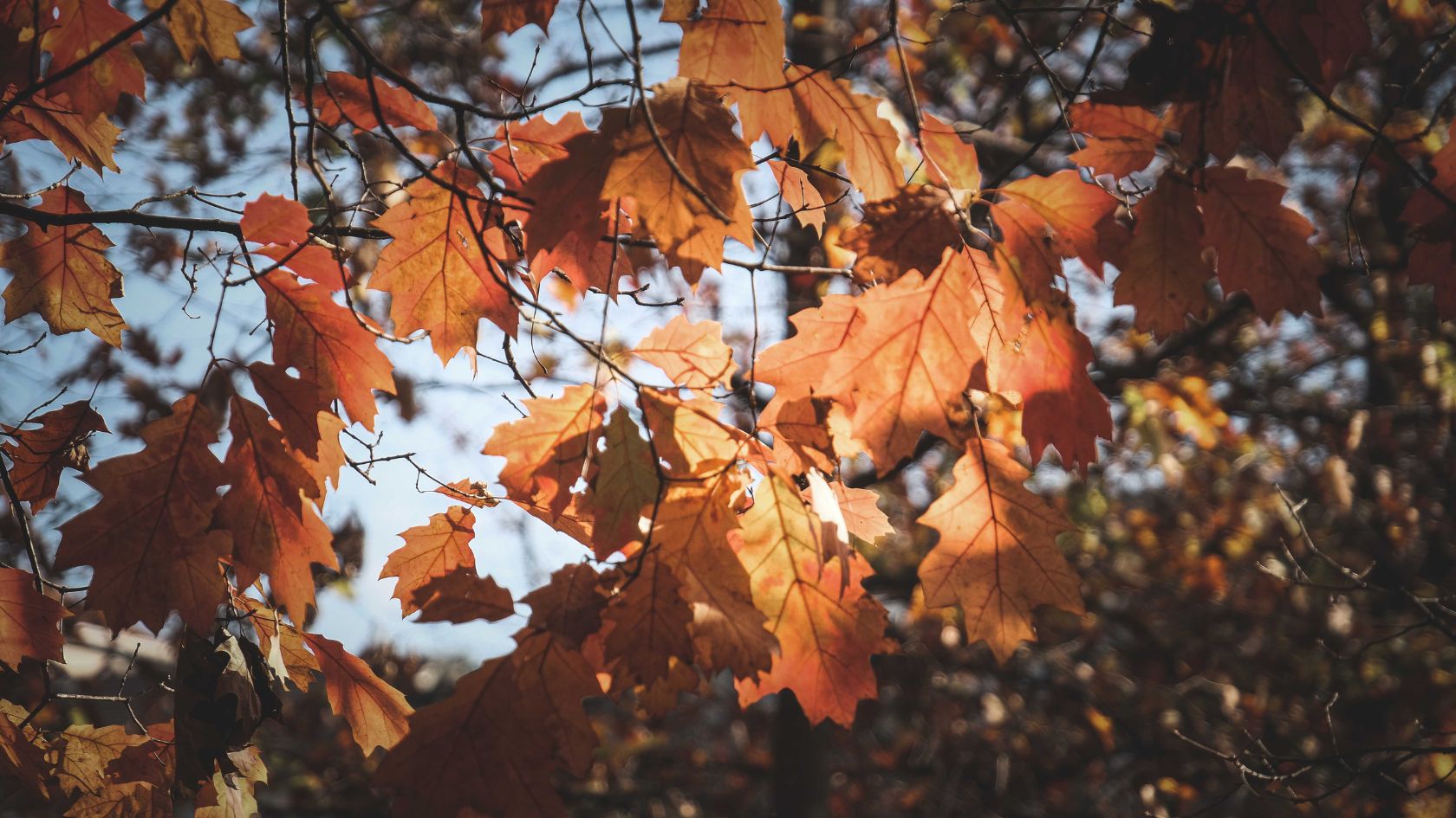 Things to do in Autumn in Dorset