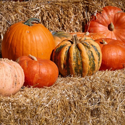 Halloween Trail