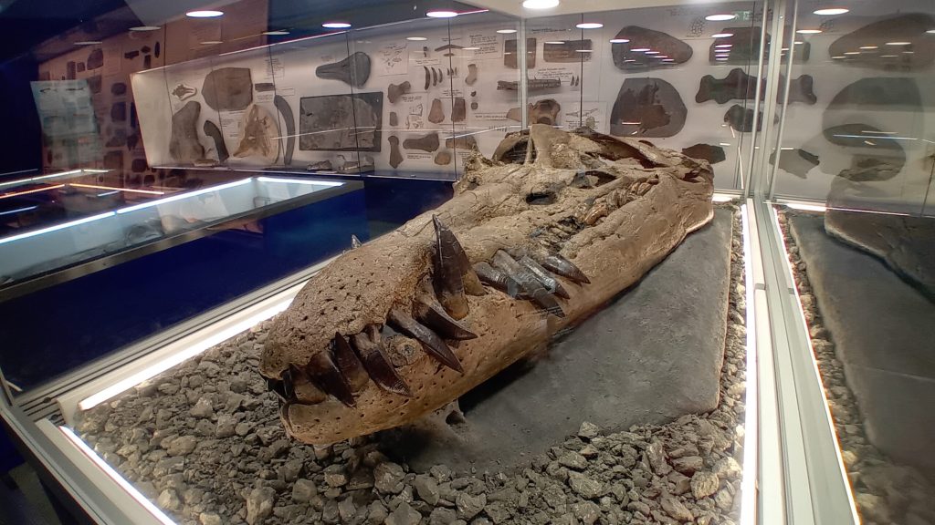 The Etches Collection Museum Of Jurassic Marine Life-3