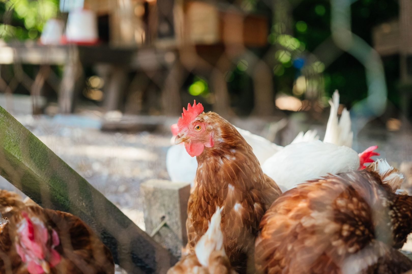 Snowdrop Cottage image