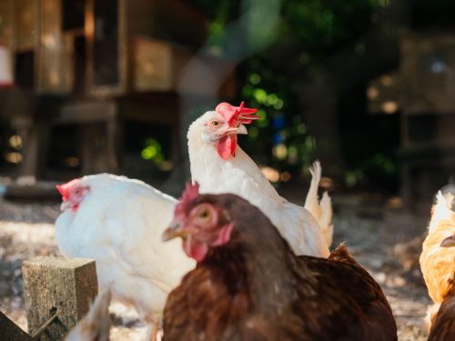 Forget Me Not Cottage image