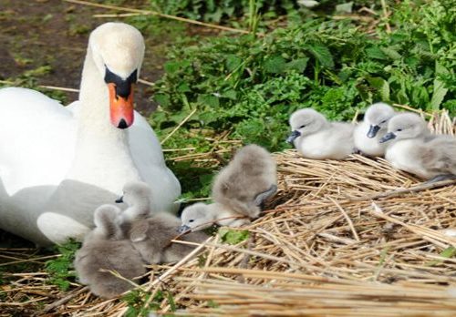 visit abbotsbury swannery nearby