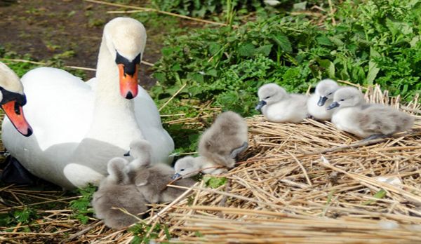 visit abbotsbury swannery nearby