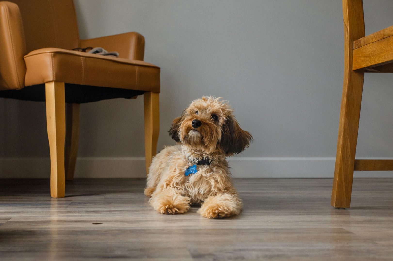 dog at dog friendly holiday home in weymouth
