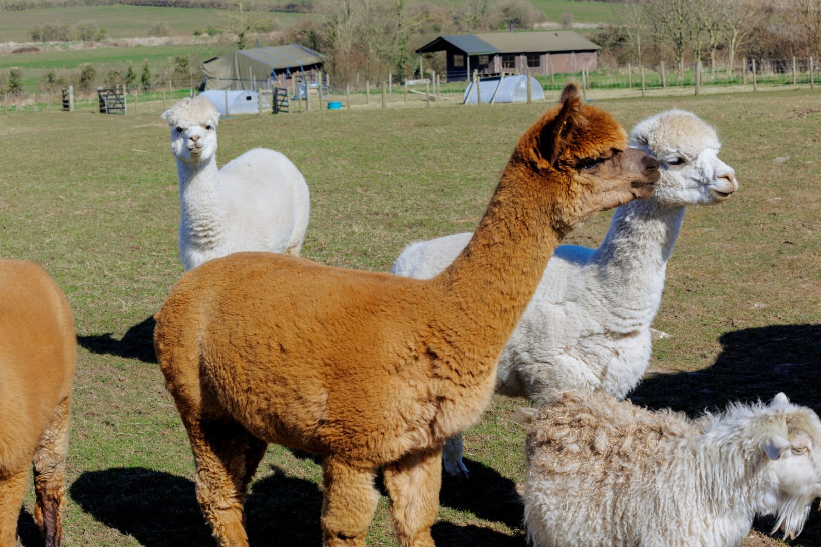 Dorset Farmhouse image