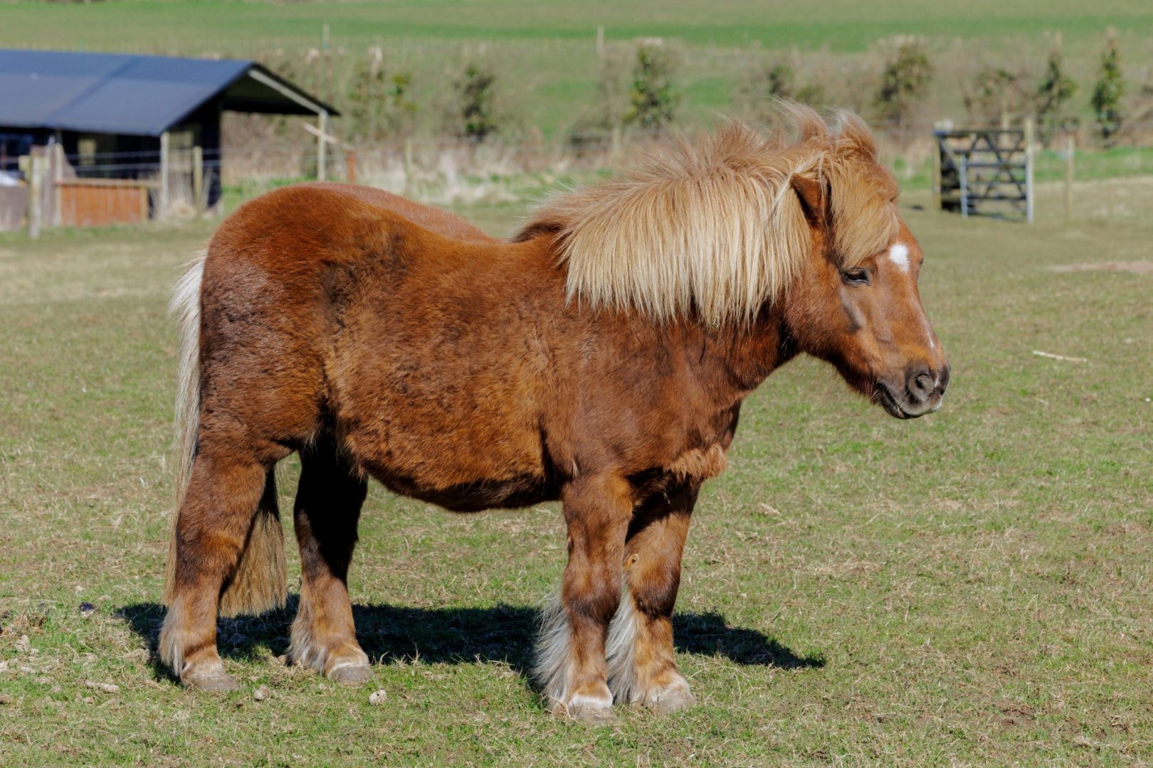 Dorset Farmhouse image