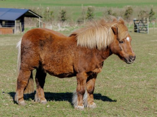 Dorset Farmhouse image