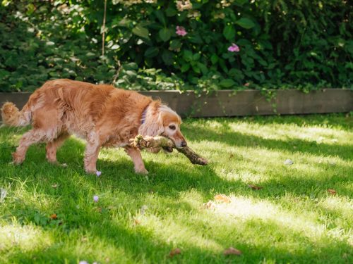 Heather Cottage image