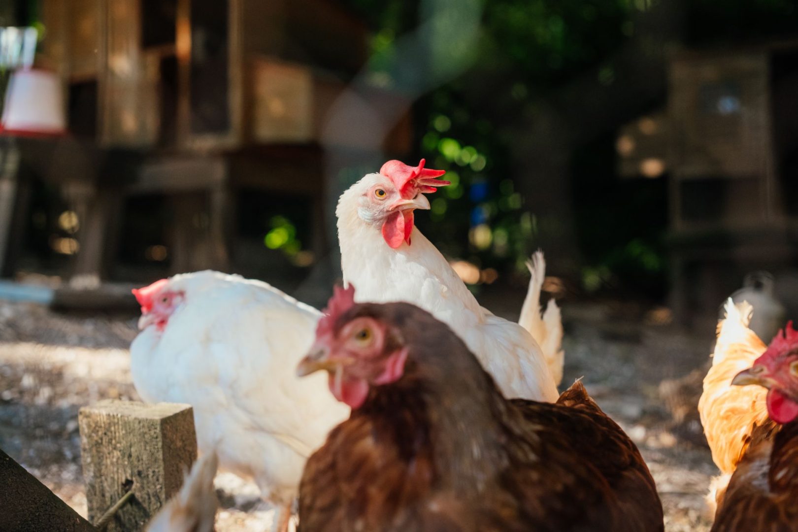 Heather Cottage image