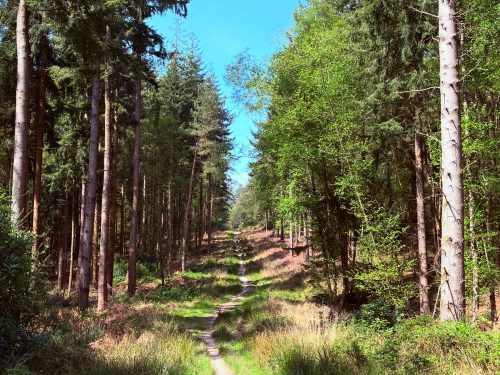 Forget Me Not Cottage image